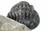 Enrolled Pedinopariops Trilobite - Mrakib, Morocco #287665-3